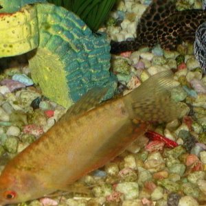 gourami.JPG