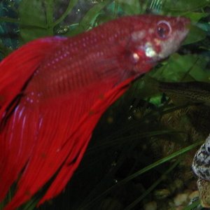 betta_3.JPG