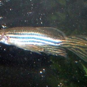 long_finned_danio.JPG