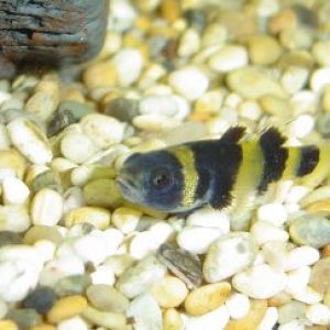 Bumblebee_goby6.jpg