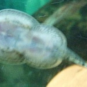 Underside_of_Hillstream_Loach.jpg