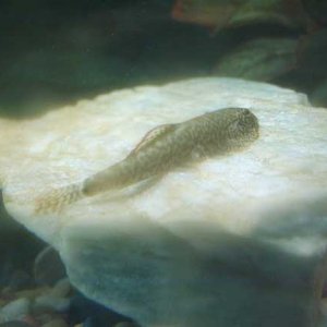 Chinese_Hillstream_Loach_2.jpg