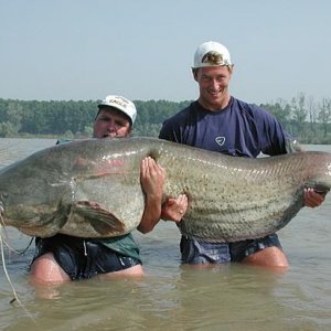 bigasscatfish.JPG