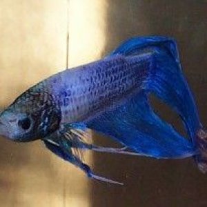 lavenderbetta.jpg