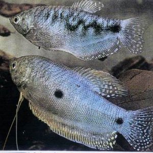 gourami__20blue_20or_203_spot_201.jpg