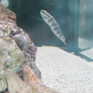 banded_goby.jpg