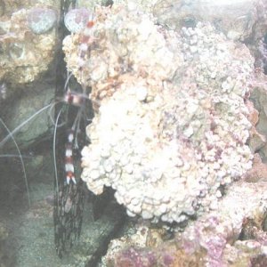 coral_banded_3.jpg