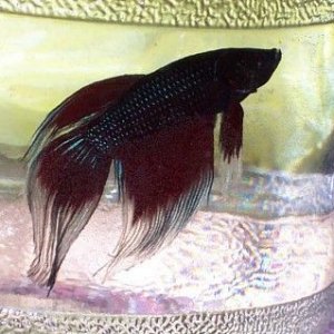 newbbetta1.jpg