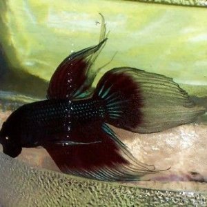 newbbetta2.jpg