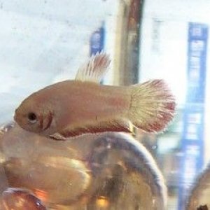 newfemalebetta1.jpg