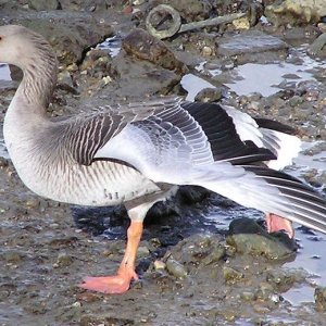 greylag.jpg