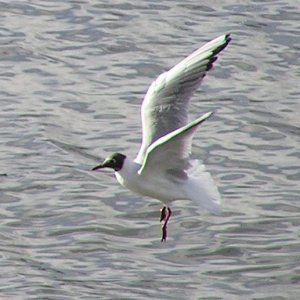 tern.jpg