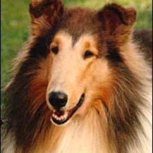 roughcollie.JPG