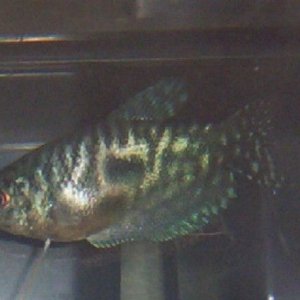 Opaline_Gourami_005.jpg