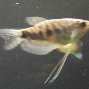 Opaline_Gourami_001.jpg