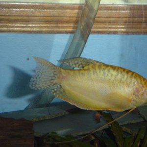 gourami.jpg