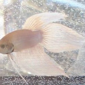 new_white_betta_boy_2.jpg