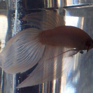 new_white_betta_boy_6.jpg