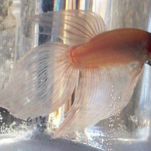 new_white_betta_boy_flare_1.jpg