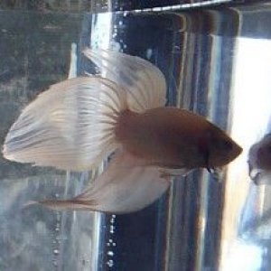 new_white_betta_boy_4.jpg