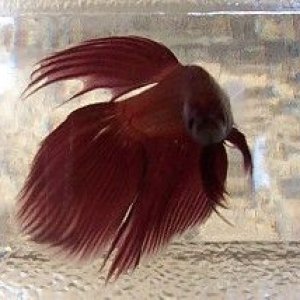 new_red_betta_boy_3.jpg