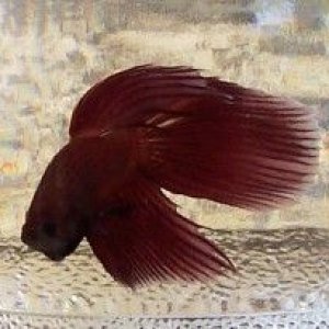 new_red_betta_boy_1.jpg