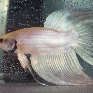 new_white_betta_boy_2a.jpg