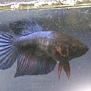 bestbetta3.jpg