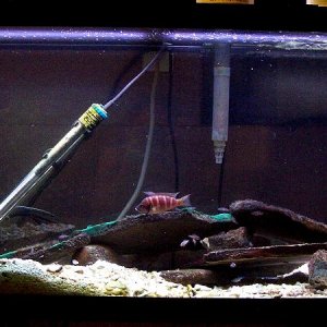 33gallon_Savoryi_march20.jpg