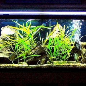 45gallon_hot_tank_march20.jpg