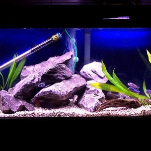 45gallon_demasoni_march20.jpg