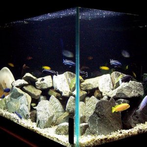 55gallon_mbuna_march20.jpg