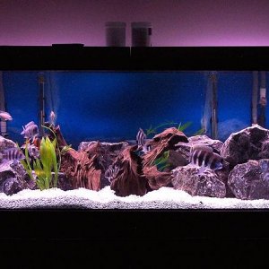 180gallon_march20_1.jpg