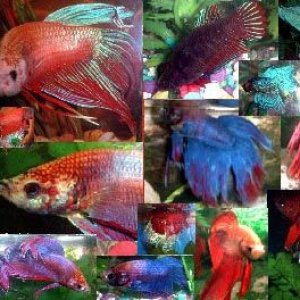 betta_collage.JPG