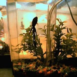 betta_in_one_gallon_tank001.jpg