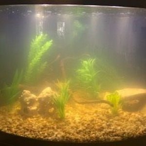 fish tank.jpg