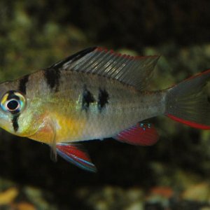 Mikrogeophagus-altispinosus3.jpg