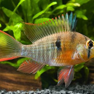 Mikrogeophagus-altispinosus-adult male.jpg