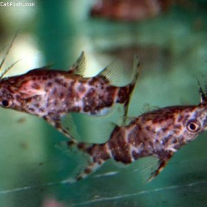 Synodontis nigriventris1.jpg