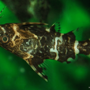 Synodontis nigriventris2.jpg.png