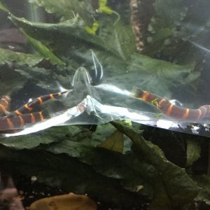 New banded loaches 12-8-17.JPG