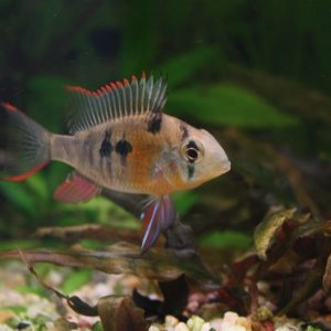 Mikrogeophagus altispinosus2.jpg