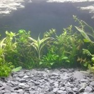 15022203.2 New fishtank, plants.jpg