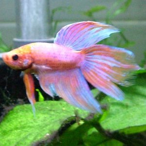 New betta 2.jpg