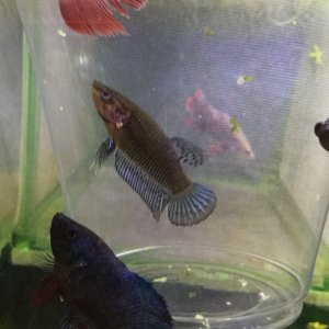 Maybe male betta fry 2-23-18.JPG