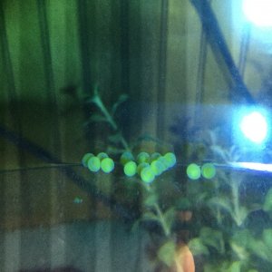 BN pleco eggs day 4 B.JPG