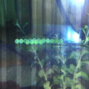 Bn pleco eggs day 5.JPG