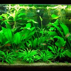 115g May 27-14.JPG