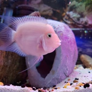 rsz_2018ballooncichlid (1).jpg