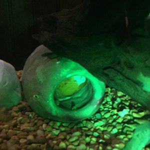 Albino pleco eggs.JPG